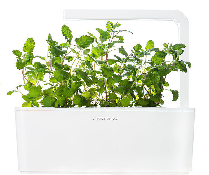 Click & Grow Smart Garden , Kissanminttu, 3kpl hinta ja tiedot | Sisäpuutarhat ja kasvilamput | hobbyhall.fi