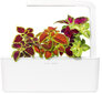 Click & Grow Smart Garden -täyttö Värinokkonen 3kpl hinta ja tiedot | Sisäpuutarhat ja kasvilamput | hobbyhall.fi