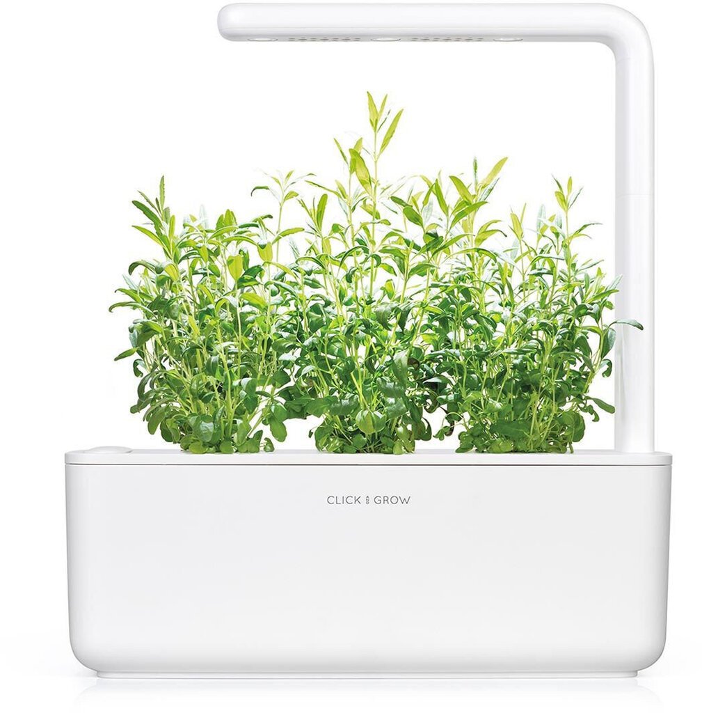 Click & Grow Smart Garden täyttöpakkaus Iisoppi 3kpl hinta ja tiedot | Sisäpuutarhat ja kasvilamput | hobbyhall.fi