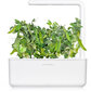Click & Grow Smart Garden täyttöpakkaus herneet 3kpl hinta ja tiedot | Sisäpuutarhat ja kasvilamput | hobbyhall.fi
