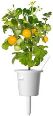 Click & Grow Smart Garden -täyttö Keltainen tomaatti 3kpl hinta ja tiedot | Click & Grow Kodinkoneet ja kodinelektroniikka | hobbyhall.fi