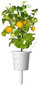 Click & Grow Smart Garden -täyttö Keltainen tomaatti 3kpl hinta ja tiedot | Sisäpuutarhat ja kasvilamput | hobbyhall.fi
