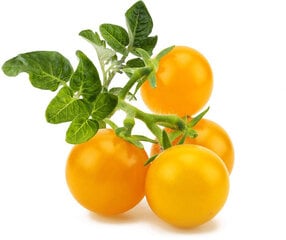 Click & Grow Smart Garden -täyttö Keltainen tomaatti 3kpl hinta ja tiedot | Click & Grow Keittiön pienkoneet | hobbyhall.fi