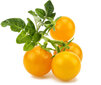 Click & Grow Smart Garden -täyttö Keltainen tomaatti 3kpl hinta ja tiedot | Sisäpuutarhat ja kasvilamput | hobbyhall.fi