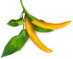 Click & Grow Smart Garden -täyttö Keltainen chili 3 kpl hinta ja tiedot | Sisäpuutarhat ja kasvilamput | hobbyhall.fi