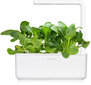 Click & Grow Smart Garden -täyttöpakkaus Pak Choi 3kpl hinta ja tiedot | Sisäpuutarhat ja kasvilamput | hobbyhall.fi