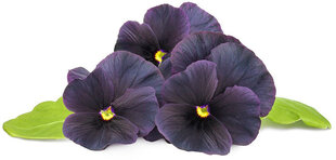 Click & Grow Smart Garden -täyttö Musta violetti 3kpl hinta ja tiedot | Sisäpuutarhat ja kasvilamput | hobbyhall.fi