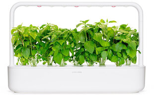 Click & Grow Smart Garden -täyttö Kanelibasilika 3kpl hinta ja tiedot | Sisäpuutarhat ja kasvilamput | hobbyhall.fi