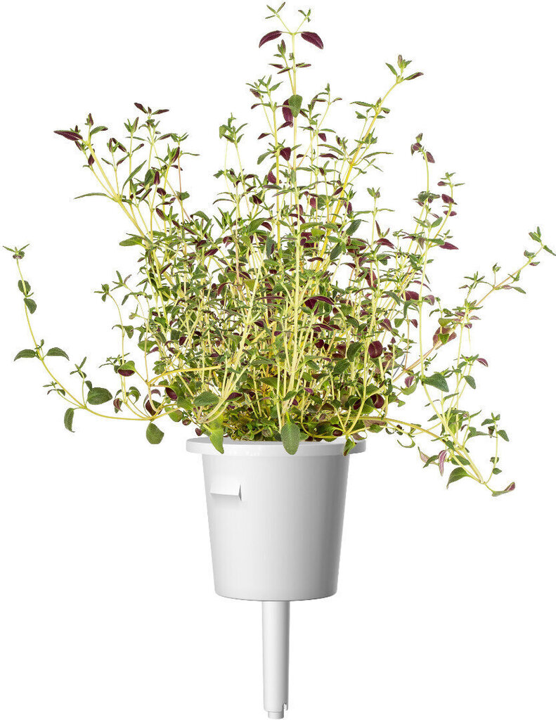 Click & Grow Plant Pod Italian Mix 9kpl hinta ja tiedot | Sisäpuutarhat ja kasvilamput | hobbyhall.fi