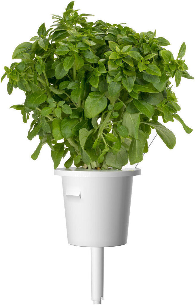 Click & Grow Plant Pod Italian Mix 9kpl hinta ja tiedot | Sisäpuutarhat ja kasvilamput | hobbyhall.fi