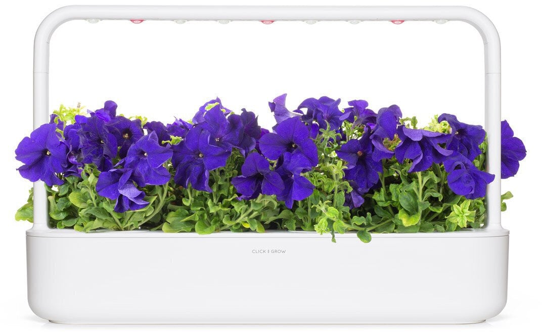Click & Grow Smart Garden täyttöpakkaus Sininen petunia 3kpl hinta ja tiedot | Sisäpuutarhat ja kasvilamput | hobbyhall.fi