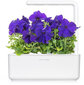 Click & Grow Smart Garden täyttöpakkaus Sininen petunia 3kpl hinta ja tiedot | Sisäpuutarhat ja kasvilamput | hobbyhall.fi