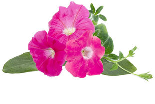 Click & Grow Smart Garden täyttö pinkki petunia 3kpl hinta ja tiedot | Click & Grow Keittiön pienkoneet | hobbyhall.fi