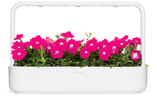 Click & Grow Smart Garden täyttö pinkki petunia 3kpl hinta ja tiedot | Sisäpuutarhat ja kasvilamput | hobbyhall.fi