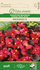 Begonia Broumov H. hinta ja tiedot | Kukkien siemenet | hobbyhall.fi