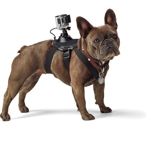 GoPro Fetch ADOGM-001 hinta ja tiedot | Videokameran lisätarvikkeet | hobbyhall.fi