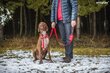 Amiplay Guard Samba -koirien valjaat, M, punainen hinta ja tiedot | Koiran valjaat ja kaulapannat | hobbyhall.fi