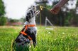 Amiplay Guard Samba -koirien valjaat, L, Orange hinta ja tiedot | Koiran valjaat ja kaulapannat | hobbyhall.fi