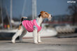 Amiplay Bronx Koirantakki, 29 cm, musta hinta ja tiedot | Koiran vaatteet | hobbyhall.fi