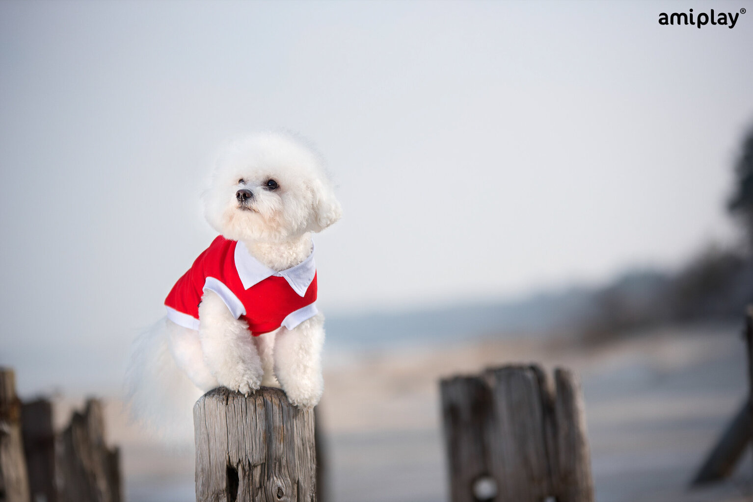 T-paita koirille Amiplay Polo Oxford Chihuahua, XS, sininen hinta ja tiedot | Koiran vaatteet | hobbyhall.fi