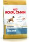 Kuivaruoka Royal Canin nuorille bokserille Boxer Junior 12 kg hinta ja tiedot | Koiran kuivaruoka | hobbyhall.fi