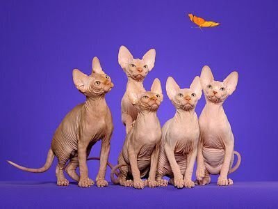 Royal Canin Sphynx, aikuisille sfinx rotuisille kissoille, 2 kg hinta ja tiedot | Kissan kuivaruoka | hobbyhall.fi