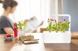 Click & Grow Smart Garden 3 hinta ja tiedot | Sisäpuutarhat ja kasvilamput | hobbyhall.fi
