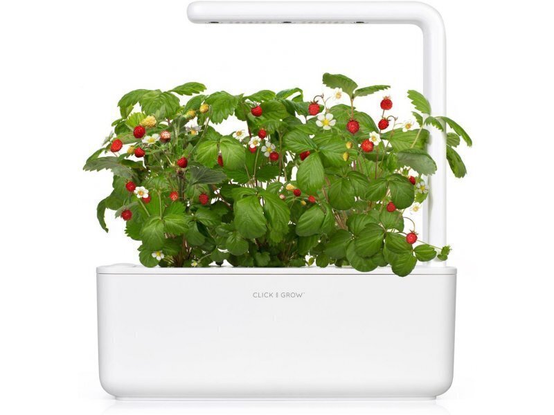 Click & Grow Smart Garden -täyttö Villimansikka 3kpl hinta ja tiedot | Sisäpuutarhat ja kasvilamput | hobbyhall.fi
