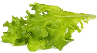 Click & Grow Smart Refill Tammenlehti salaatti 3kpl hinta ja tiedot | Sisäpuutarhat ja kasvilamput | hobbyhall.fi