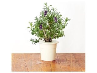 Click & Grow SGR30X3, laventeli hinta ja tiedot | Sisäpuutarhat ja kasvilamput | hobbyhall.fi