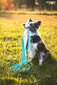 Amiplay Easy Fix Samba -valjaat koiralle, XL, punainen hinta ja tiedot | Koiran talutushihnat | hobbyhall.fi