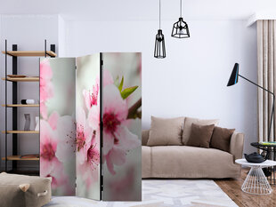 Sermi - Spring, blooming tree - pink flowers [Room Dividers] hinta ja tiedot | Sermit ja tilanjakajat | hobbyhall.fi