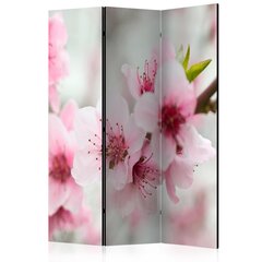 Sermi - Spring, blooming tree - pink flowers [Room Dividers] hinta ja tiedot | Sermit ja tilanjakajat | hobbyhall.fi