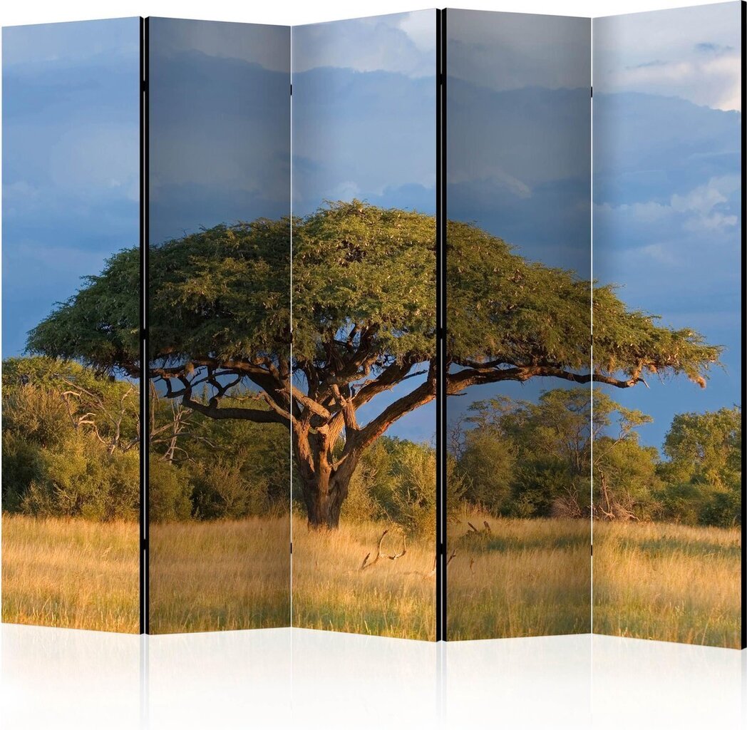 Sermi - African acacia tree, Hwange National Park, Zimbabwe II [Room Dividers] hinta ja tiedot | Sermit ja tilanjakajat | hobbyhall.fi