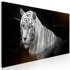Image of Kuva - Shining Tiger (1 Part) Orange Narrow