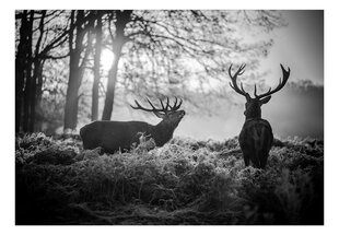 Valokuvatapetti- Deers in the Morning 441x315 cm hinta ja tiedot | Valokuvatapetit | hobbyhall.fi