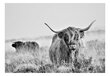 Valokuvatapetti- Highland Cattle 98x70 441x315 cm hinta ja tiedot | Valokuvatapetit | hobbyhall.fi