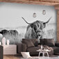 Valokuvatapetti- Highland Cattle 98x70 441x315 cm hinta ja tiedot | Valokuvatapetit | hobbyhall.fi
