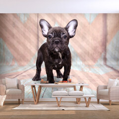 Valokuvatapetti- French Bulldog 250x175 hinta ja tiedot | Valokuvatapetit | hobbyhall.fi