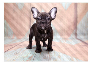 Valokuvatapetti- French Bulldog 300x210 300x210 hinta ja tiedot | Valokuvatapetit | hobbyhall.fi