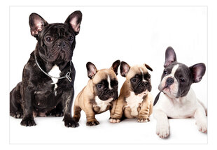Valokuvatapetti- French Dogs 150x105 150x105 hinta ja tiedot | Valokuvatapetit | hobbyhall.fi