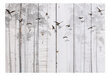 Valokuvatapetti - Birds on Boards, 350x245 hinta ja tiedot | Valokuvatapetit | hobbyhall.fi