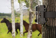 Sjcam M50 woodland green hinta ja tiedot | Action-kamerat | hobbyhall.fi