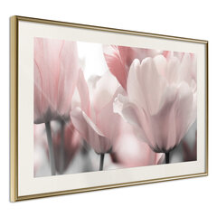 Juliste - Pastel Tulips II hinta ja tiedot | Taulut | hobbyhall.fi