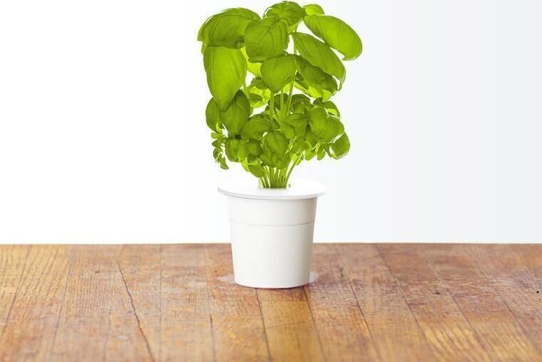 Click & Grow Smart Garden -täyttö Basil 3kpl. hinta ja tiedot | Sisäpuutarhat ja kasvilamput | hobbyhall.fi