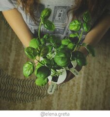 Click & Grow Smart Garden -täyttö Basil 3kpl. hinta ja tiedot | Sisäpuutarhat ja kasvilamput | hobbyhall.fi