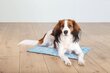 Koiran viilentävämatto Trixie XL, 90x50 cm hinta ja tiedot | Pedit ja pesät | hobbyhall.fi
