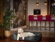 Hobbydog peti Comfort Black Ekolen, XXXL, 140x115 cm hinta ja tiedot | Pedit ja pesät | hobbyhall.fi