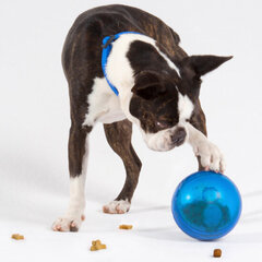Rogz Tumbler Blue, hellävaraisesti annosteleva interaktiivinen sininen lelu, 12 cm hinta ja tiedot | Koiran lelut | hobbyhall.fi