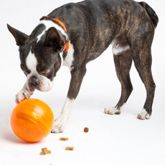 Rogz Tumbler Orange, annosteleva interaktiivinen lelu oranssi, 12cm hinta ja tiedot | Koiran lelut | hobbyhall.fi